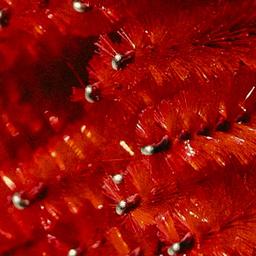 ‘26 Holiday Lash & Brow Duo Package